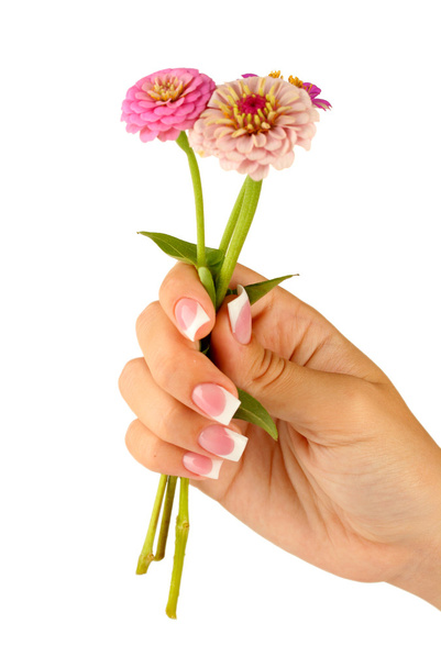 Pink flowers with woman's hands on white background - Photo, Image