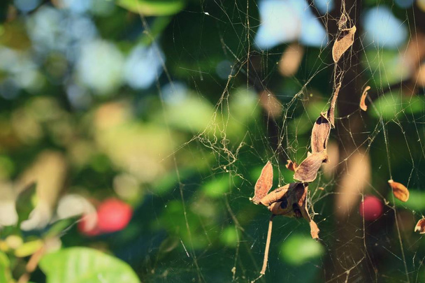 pók hálójában a természetben - Fotó, kép