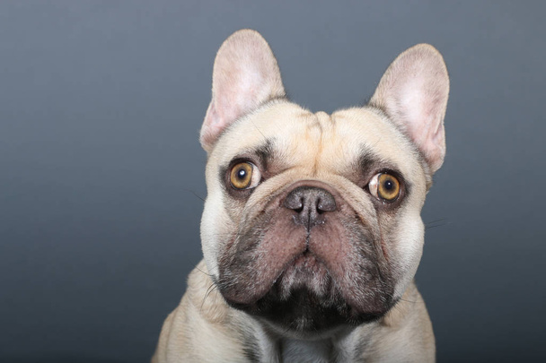 Portrait of a young french Bulldog  - 写真・画像