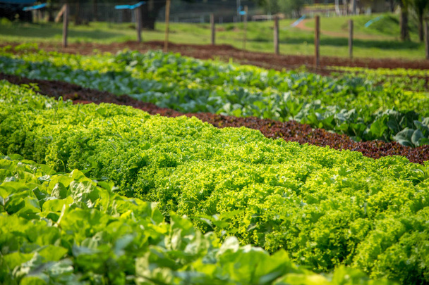 plantation de légumes orta
 - Photo, image