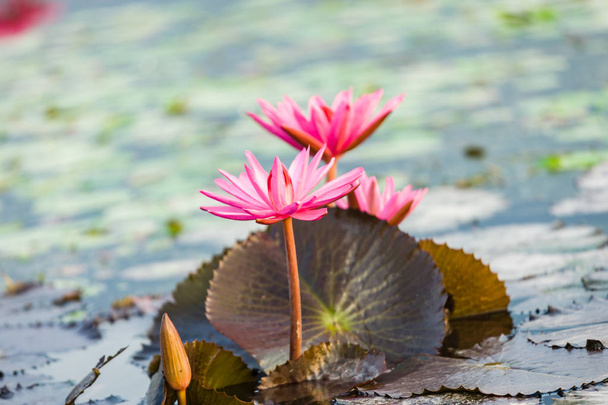 Lotus blossom flower - Foto, afbeelding