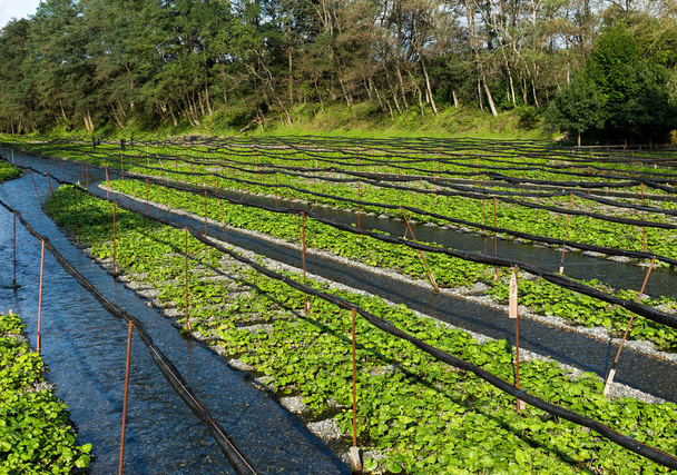 Friss japán Wasabi-farm  - Fotó, kép