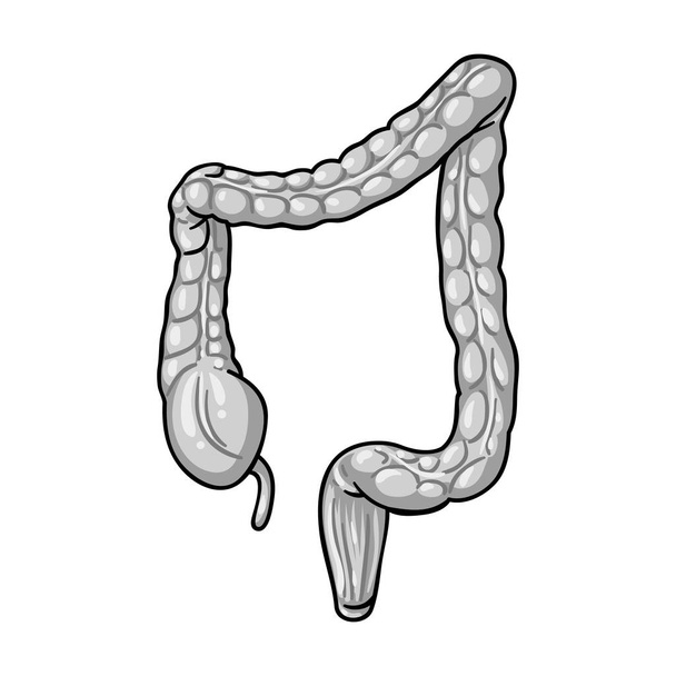 Human large intestine icon in monochrome style isolated on white background. Human organs symbol stock vector illustration. - Вектор, зображення