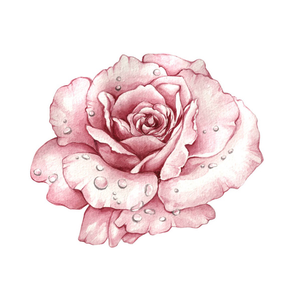 Цветок полевой розы в акварельном стиле изолирован
. - Фото, изображение
