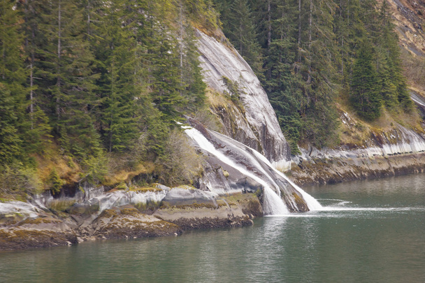 Snowmelt folyó múlt fenyők és a sziklák - Fotó, kép