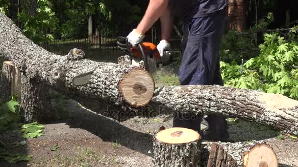 Close-up van een man met een kettingzaag zagen van brandhout uit eiken - Video
