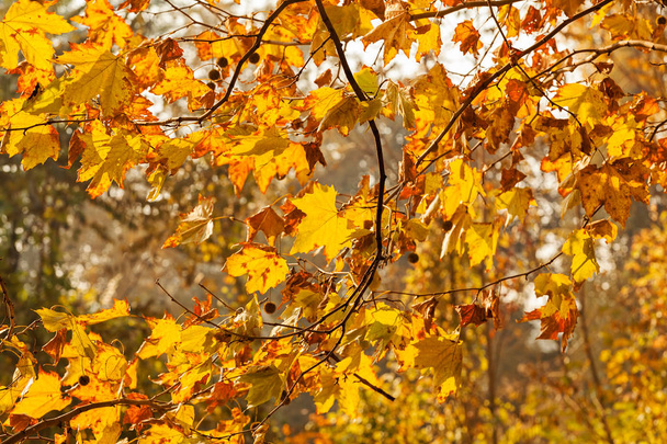 branches with autumn leaves on a sunny day, note shallow depth of field - Foto, Imagem