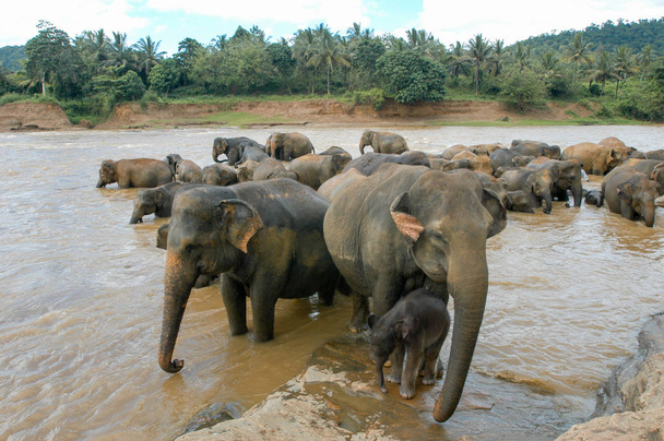 Olifanten uit de Pinnewala olifanten weeshuis - Foto, afbeelding