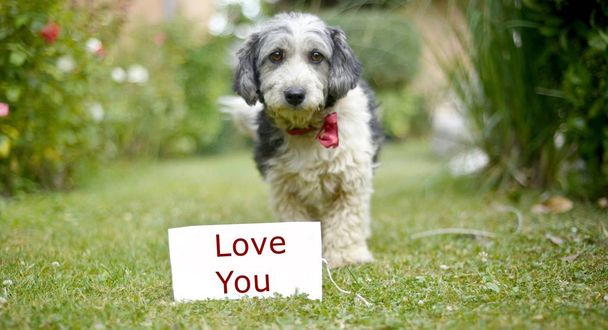der süße schwarz-weiße Adoptivhund - Foto, Bild