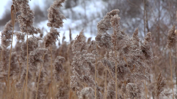 a hangsúly a téli fű alatt szél - Felvétel, videó