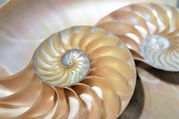 nautilus sea shell symmetry fibonacci pattern in cross section  - Photo, Image