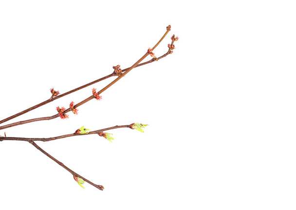 Branche de printemps isolée
  - Photo, image