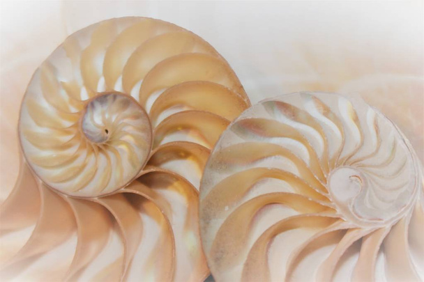 nautilus shell Spiralquerschnitt Halbsymmetrie fibonacci nautilus Muster in der Muschel - Foto, Bild