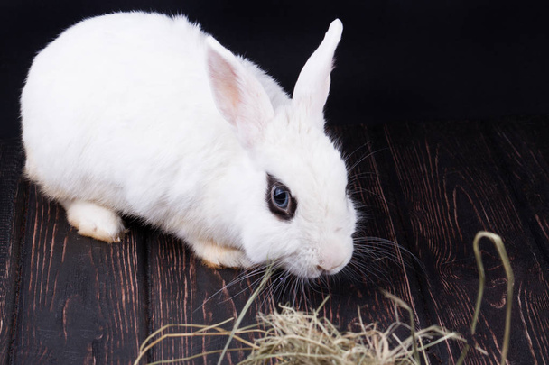 Белый кролик и пасхальные яйца на деревянном столе
 - Фото, изображение