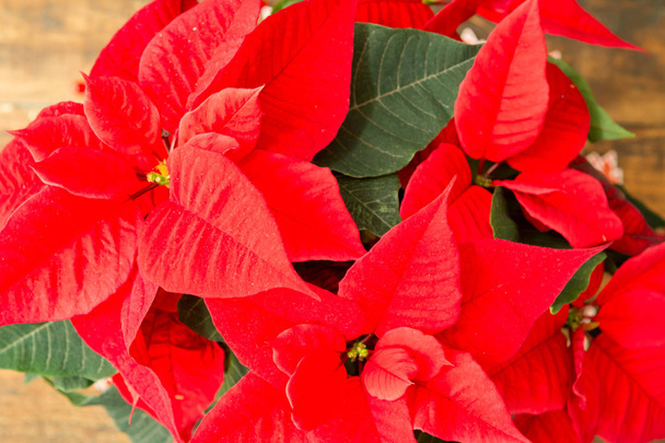 Kaunis punainen joulutähti  - Valokuva, kuva
