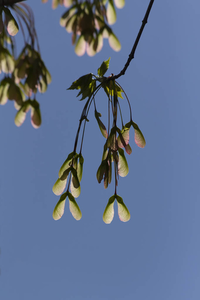Семена кленового дерева с подложкой
 - Фото, изображение