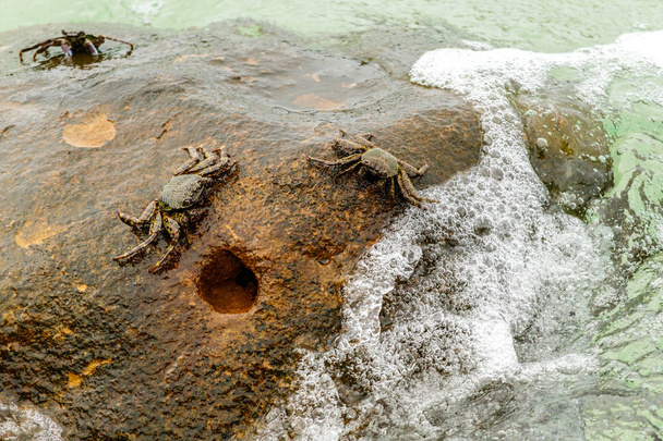 Crabes sur roche avec vague moussante, Koh Kood, Thaïlande
 - Photo, image