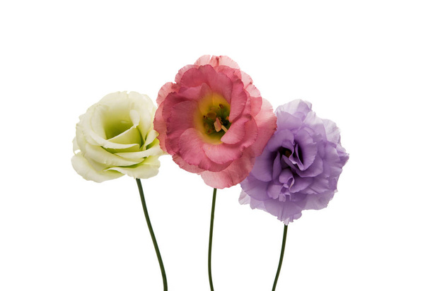 güzel eustoma çiçek  - Fotoğraf, Görsel