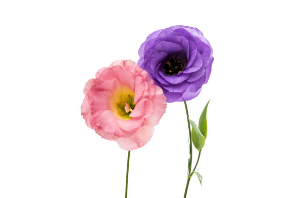 eustoma piękny kwiat  - Zdjęcie, obraz
