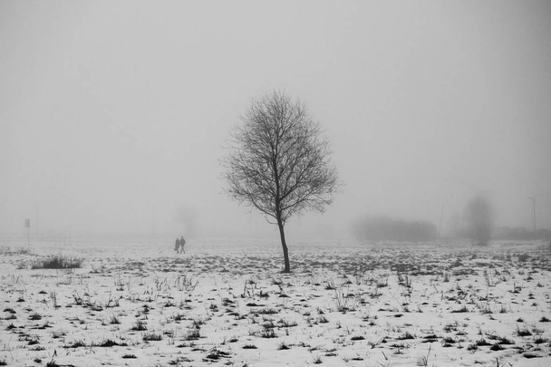 einsamer Baum auf einem freien Grundstück am Morgen im dichten Nebel. - Foto, Bild