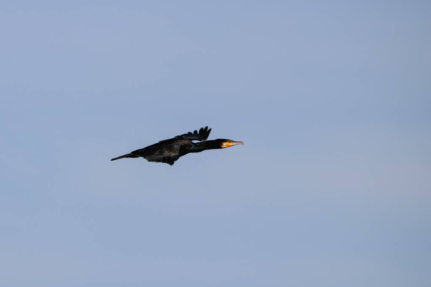 Большой баклан, летающий в природном заповеднике под названием "Марисмас дель Одиль" в Уэльве, Андалусия, Испания
. - Фото, изображение