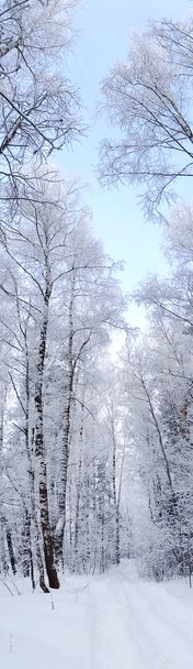 Zima Krajobraz Las w śnieg szron - Zdjęcie, obraz