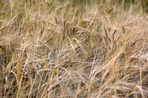 Ears of barley - Photo, Image