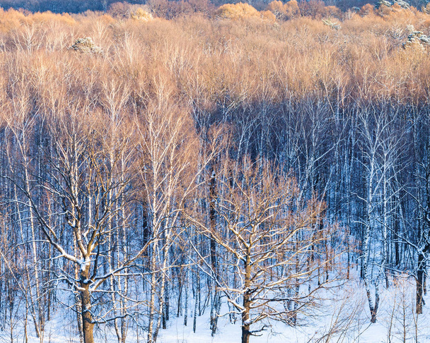 coronas de árboles iluminadas por la luz del sol en invierno
 - Foto, imagen