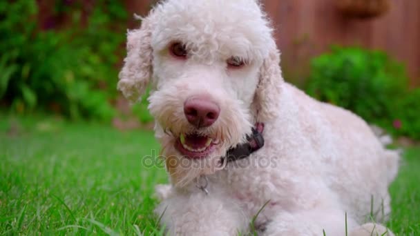 Witte hond camera kijken. Close-up van het gezicht van de hond op groen gras - Video