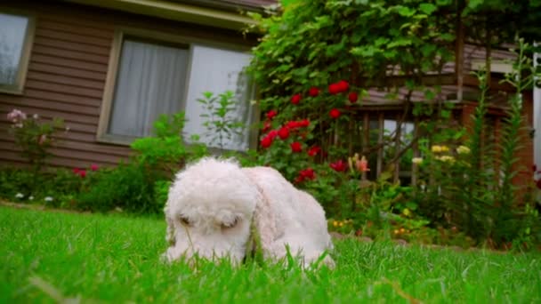 Witte hond camera kijken. Witte poedel hond liggen op gras. Hond weg te rennen - Video