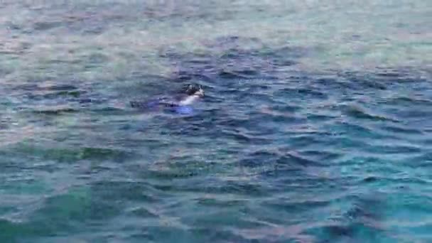Nurek z akwalungiem i płetwy pływanie pod wodą - Materiał filmowy, wideo