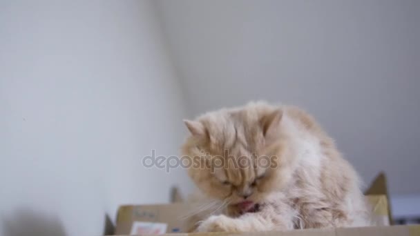 Motion of persian cat cleaning her palm on box - Felvétel, videó