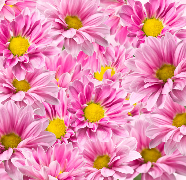 rosa Chrysanthemenblüten - Foto, Bild