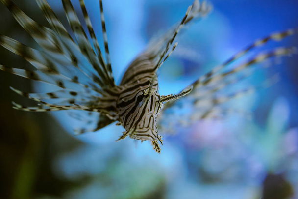 Θαλάσσια ζωή: εξωτικά τροπικά κοραλλιογενείς υφάλους - Φωτογραφία, εικόνα