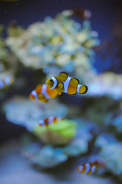 Sea life: exotic tropical coral reef - Фото, изображение
