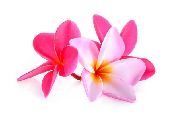 frangipani flower isolated on white background - Zdjęcie, obraz