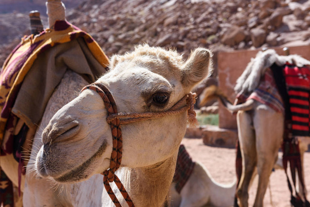 Καμήλα Αραβική άνοιξη Lawrence, Ιορδανία - Φωτογραφία, εικόνα