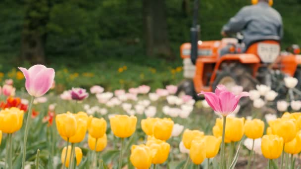 Pola tulipanów z ciągnika - Materiał filmowy, wideo