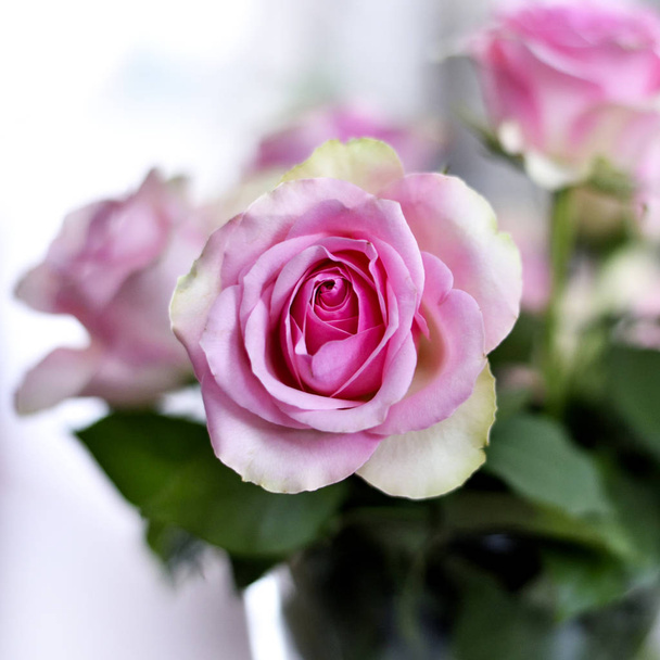 рожеві троянди букет
  - Фото, зображення