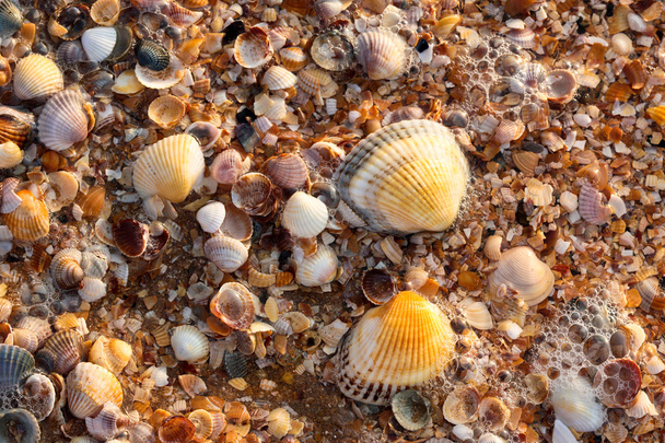 Sea shell texture - Photo, Image