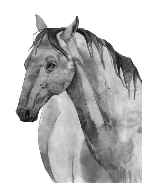 akvarell ló illusztráció - Fotó, kép
