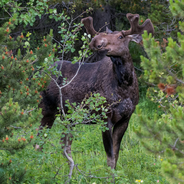 Mužské Moose kontroluje rostlin na svačinu - Fotografie, Obrázek