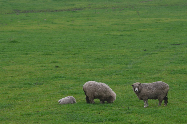 Owce na zielonym polu - Zdjęcie, obraz