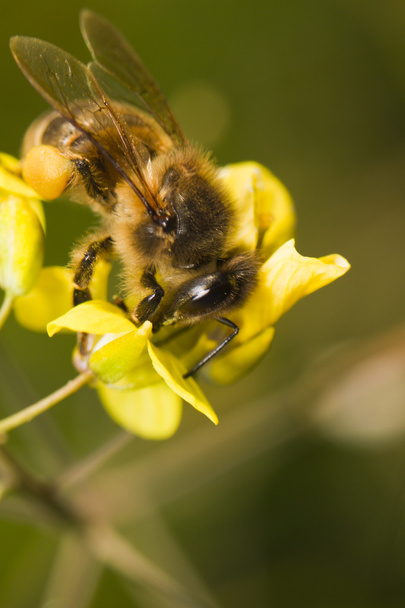 Pszczoła robotnica, pollinizing - Zdjęcie, obraz
