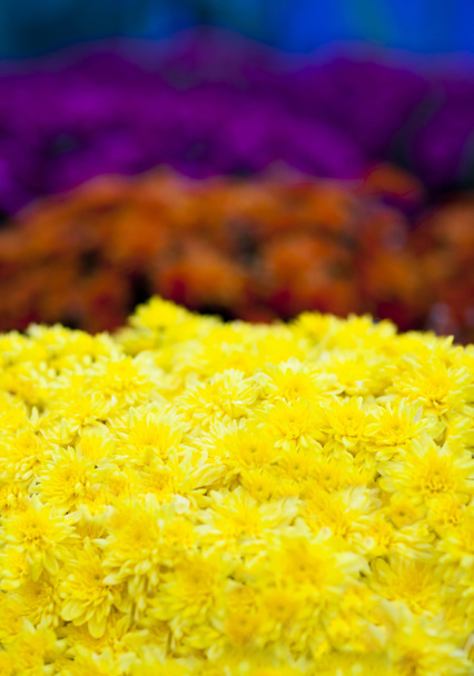 chryzantémy - Fotografie, Obrázek