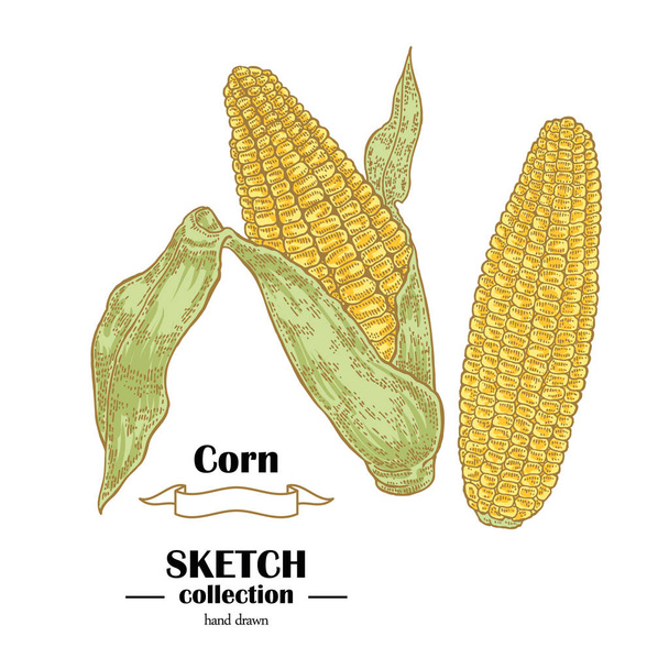 Schizzo di mais. Pianta di mais disegnata a mano. Illustrazione vettoriale dei cereali
 - Vettoriali, immagini