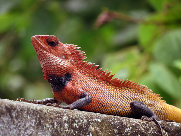 Indian Oriental Garden Lizard - Photo, Image