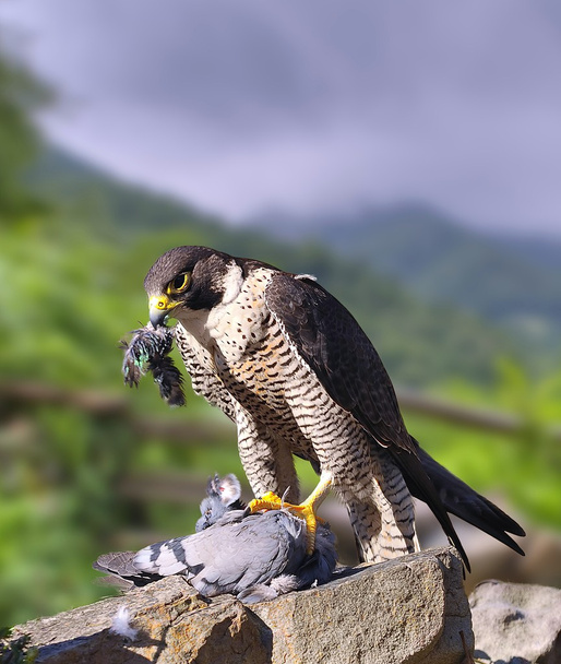 Peregrine Falcon. - Photo, Image