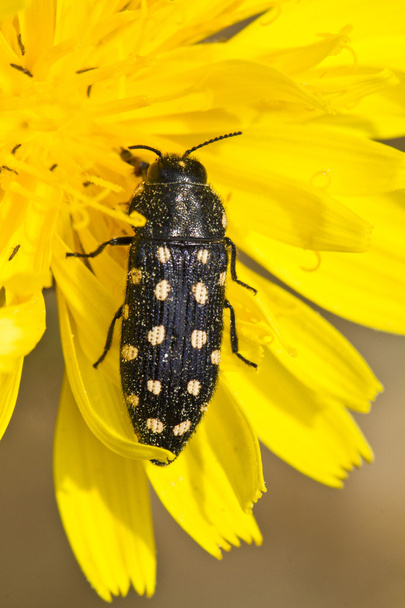 Beetle (Acmaeodera degener) - Photo, Image