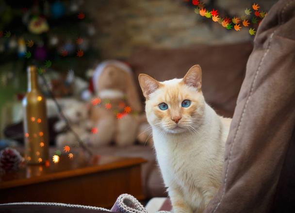 blue-eyed cat on Christmas background  - Foto, Imagem